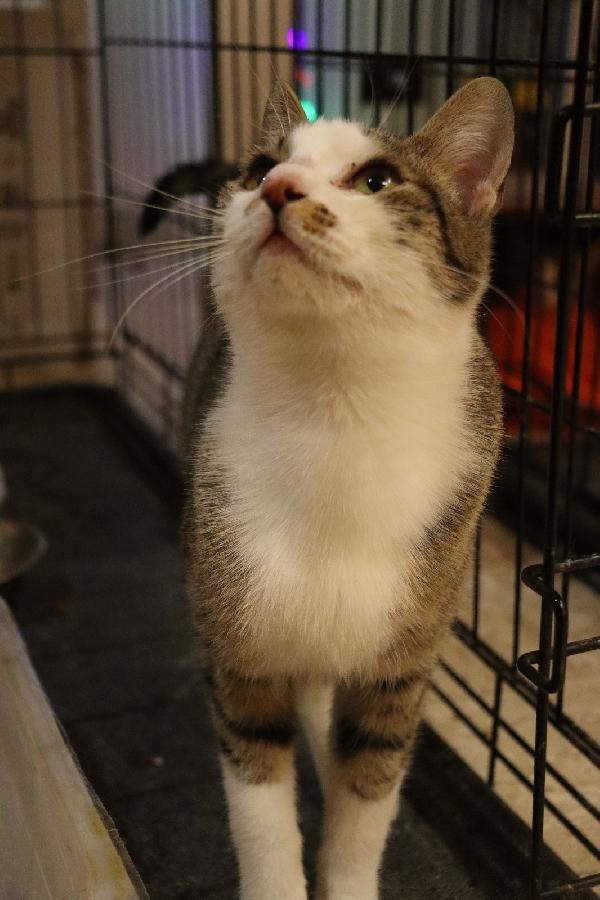 Rebecca, Un Musetto Dolcissimo